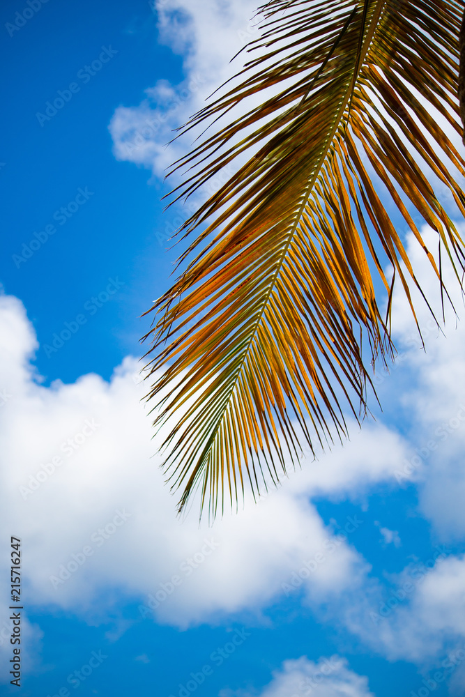 Palm tree leaves against blue sky with white clouds