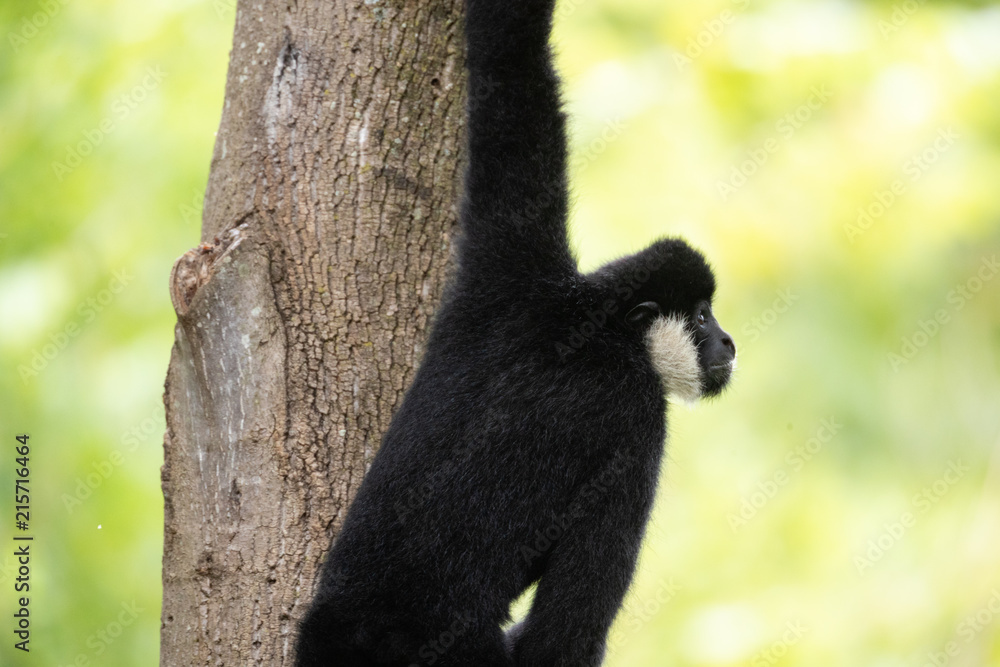 Obraz premium Monkey