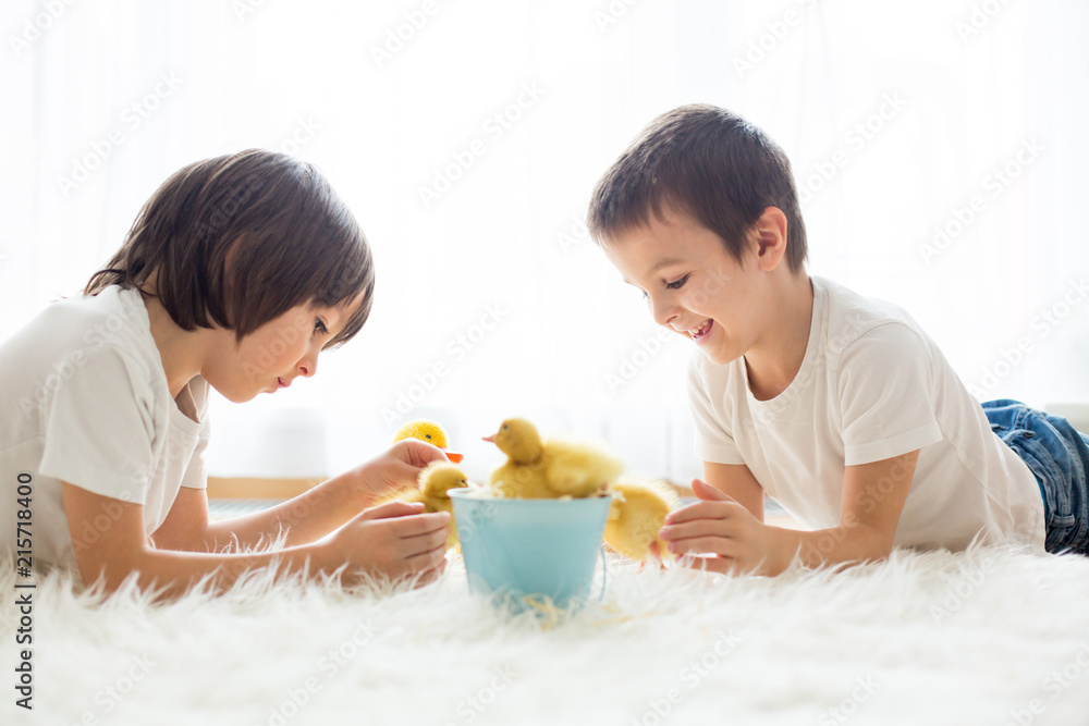 Cute little children, boy brothers, playing with duckling springtime Cute little children, boy brothers, playing with duckling springtime