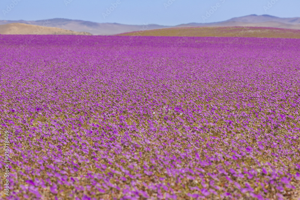 Fototapeta premium From time to time rain comes to Atacama Desert, when that happens thousands of flowers grow along the desert from seeds that are from hundreds of years ago, amazing the 
