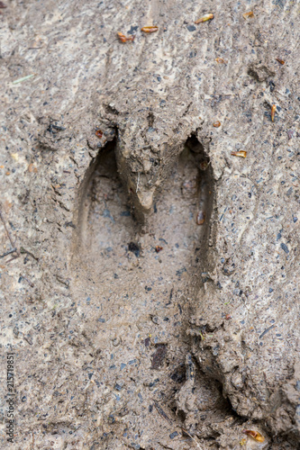 Top view of a footprint of a European Wild Boar or Wild Pig - Sus scrofa - in the mud.