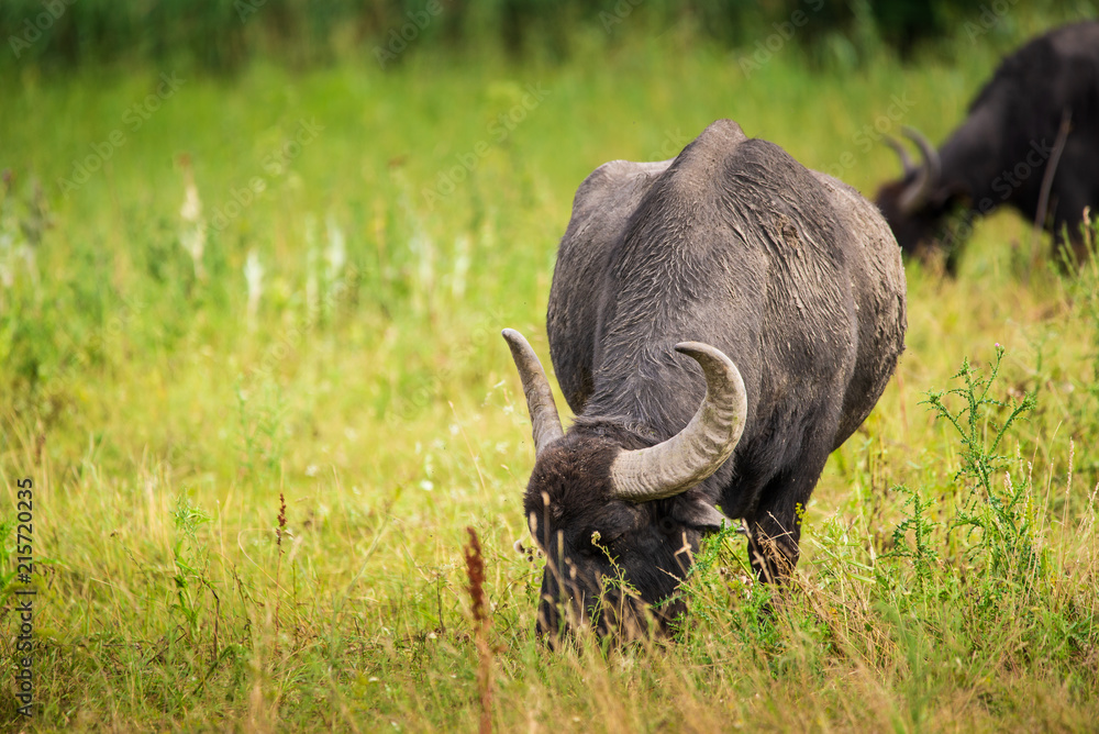 Obraz premium Buffalo on pasture