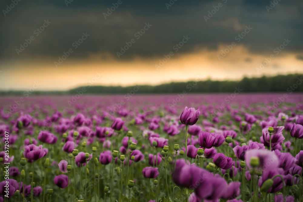 Fototapeta premium Opium poppy field with overcast dramatic sky