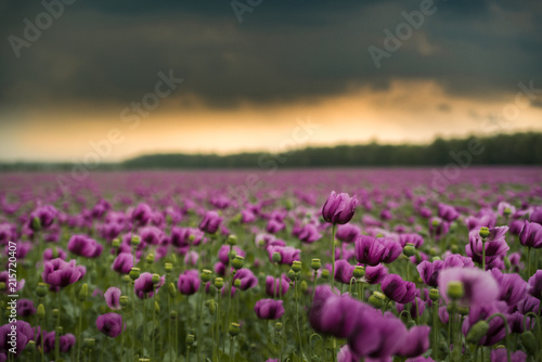 Opium poppy field with overcast dramatic sky