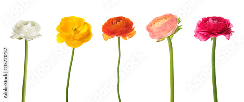 Obraz na plátně Set of beautiful ranunculus flowers on white background