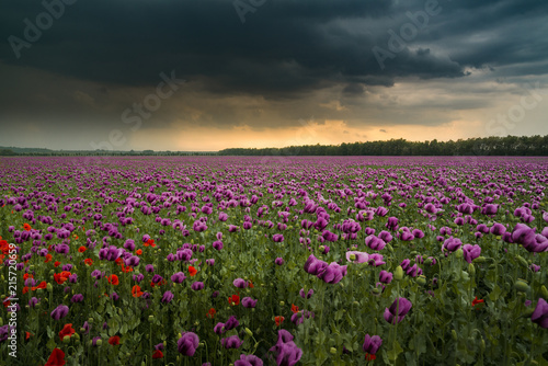 Canvas Print Opium poppy field with overcast dramatic sky