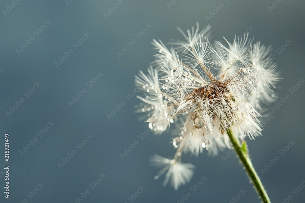 Beautiful dandelion flower with water drops on color background, closeup Beautiful dandelion flower with water drops on color background, closeup