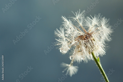 Beautiful dandelion flower with water drops on color background  closeup