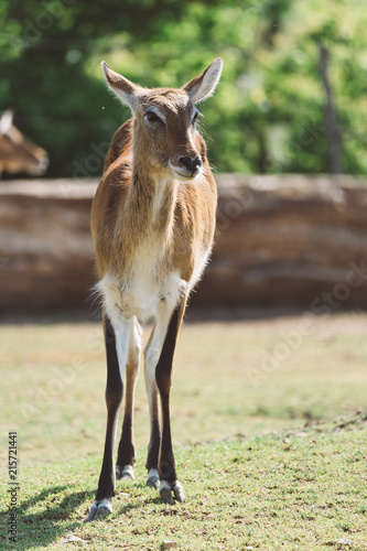 Lechwe Antelope in park