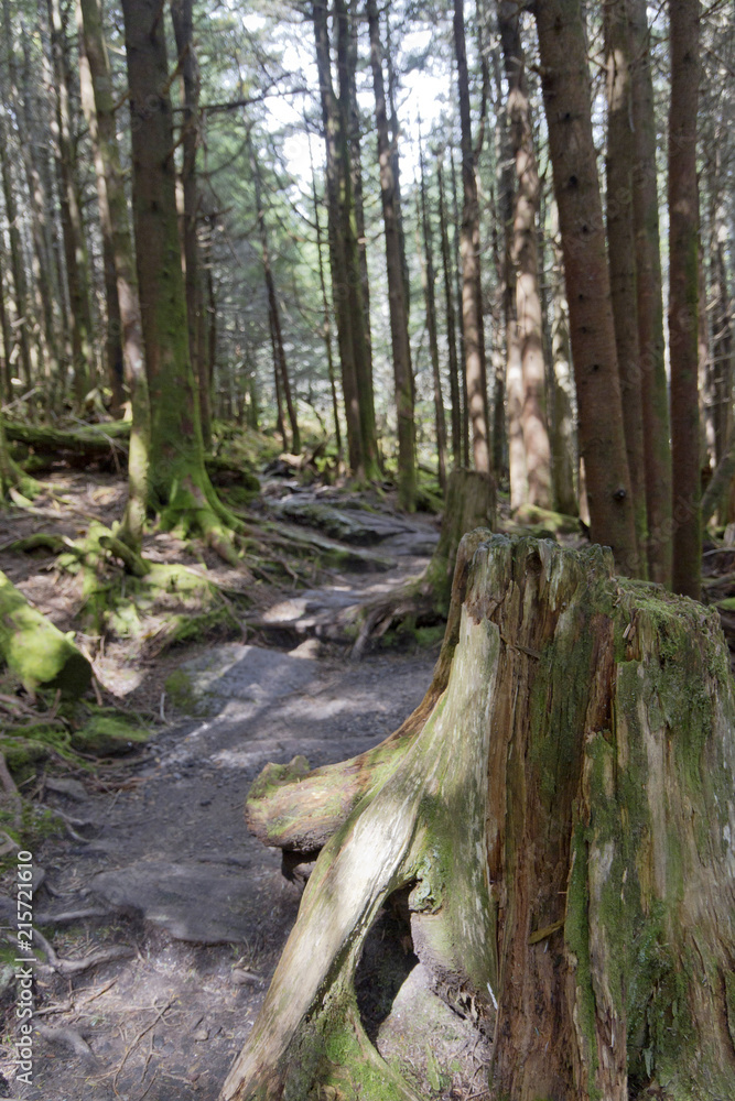 Old Trees Line a Mountain Forest Trail Old Trees Line a Mountain Forest Trail