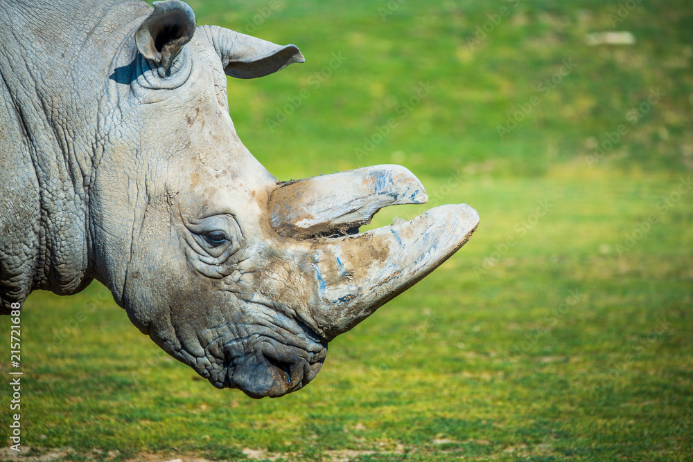 Obraz premium Duży nosorożec w zoo