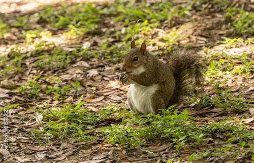 chubby squirrel has caught your treat © J.A.