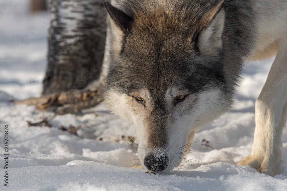 Grey Wolf (Canis lupus) Sniffs at Snow