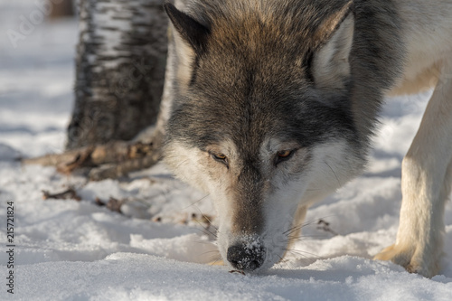 Grey Wolf  Canis lupus  Sniffs at Snow