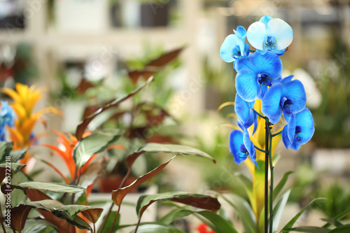 Beautiful blue orchid flowers on blurred background. Tropical plant