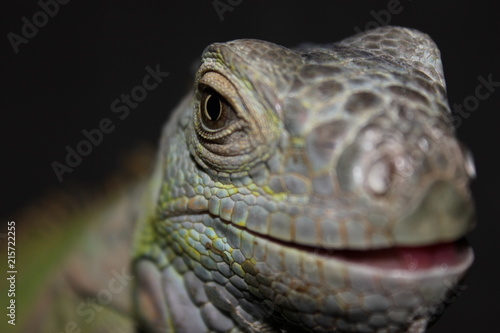 green iguana head in the foreground  with nice colors and brown eye