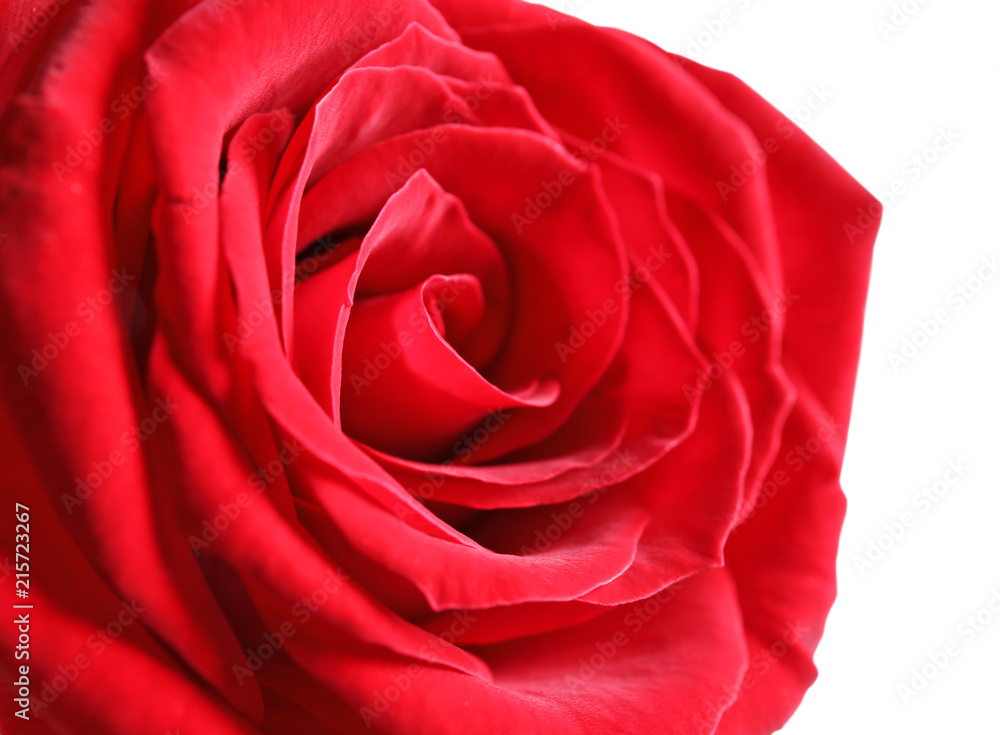 Naklejka premium Beautiful red rose flower on light background, closeup