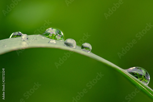 Close up macro of Flowers and leaves reflecting in dew drop on top of grass