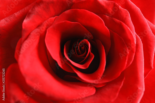 Beautiful red rose flower as background  closeup