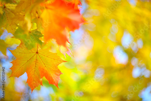 Yellow autumn background