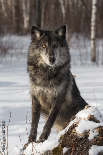 Black Phase Grey Wolf (Canis lupus) Poses