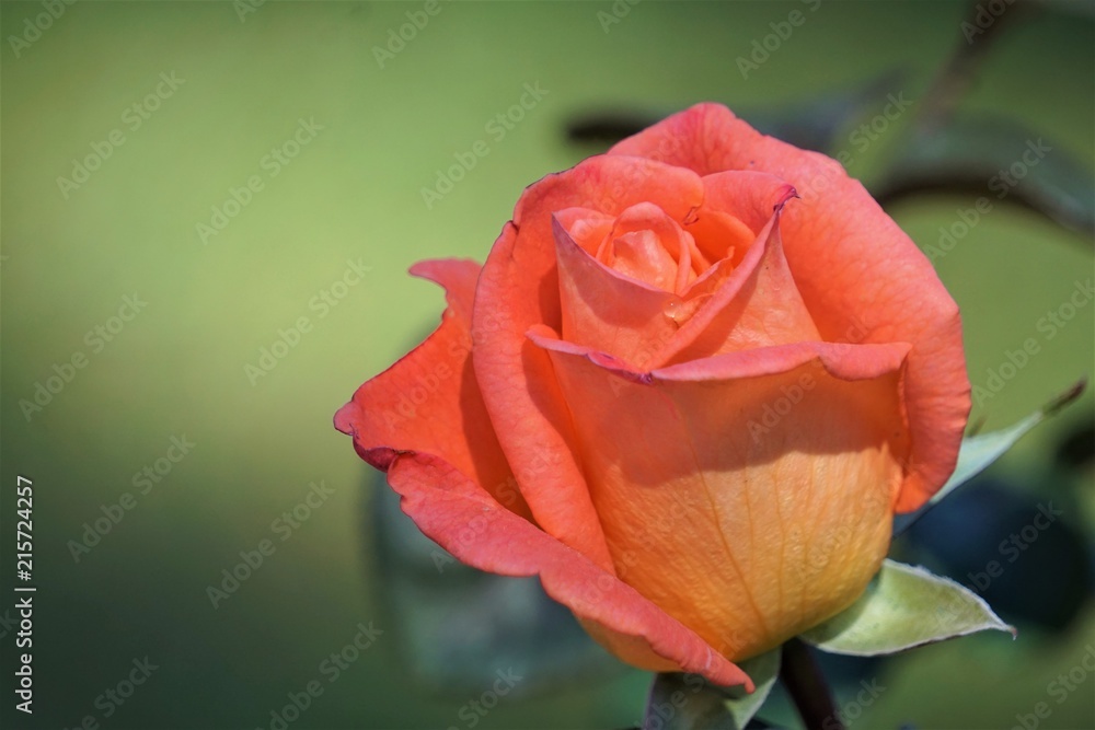 A singe orange rose on the background of soft focus garden, Spring in GA USA. A singe orange rose on the background of soft focus garden, Spring in GA USA.