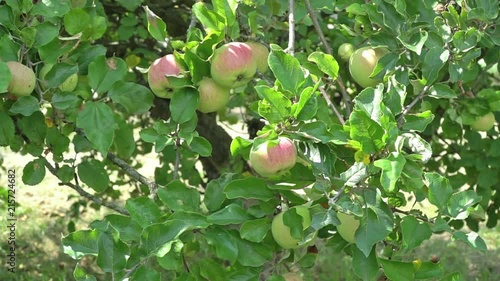 background shot of apple tree shiver in wind