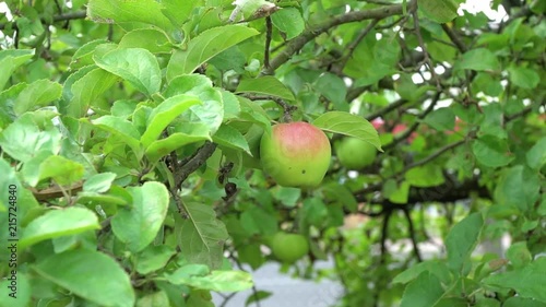 background shot of apple tree shiver in wind