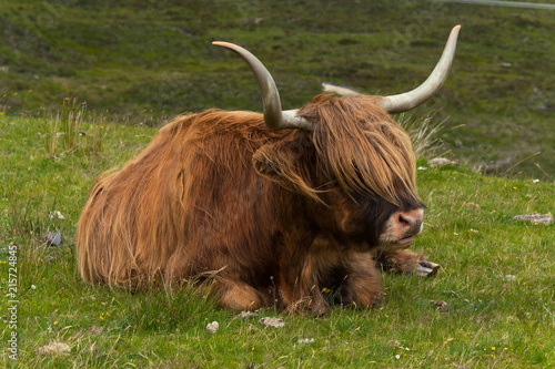 Highland cattle and  Scottish Gaelic © Michael Schroeder