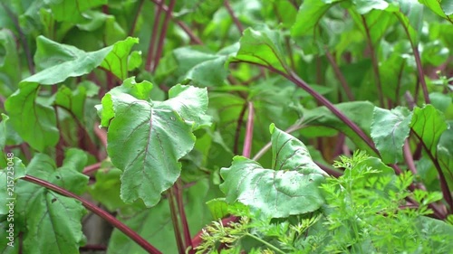 background shot of beet crop shiver in wind