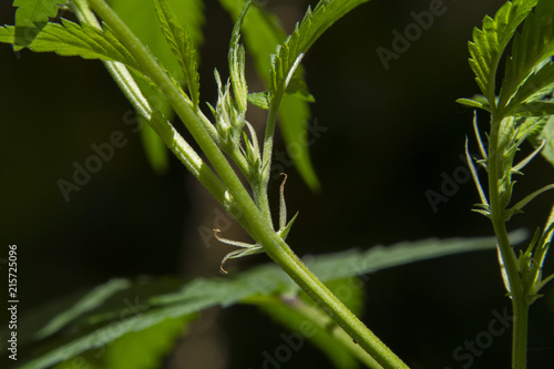 Planta de marihuana hembra entrando en floración photo