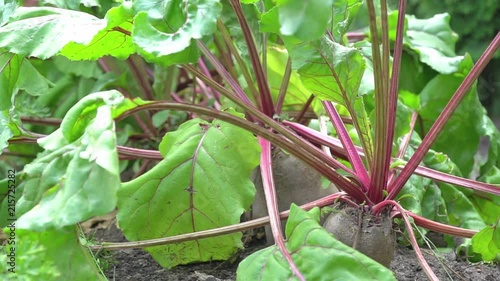 background shot of beet crop shiver in wind