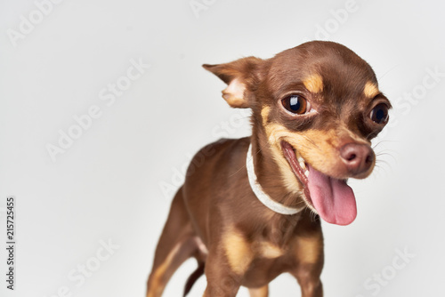 small dog tongue © SHOTPRIME STUDIO