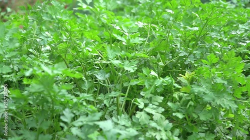 background shot of parsley crop shiver in wind