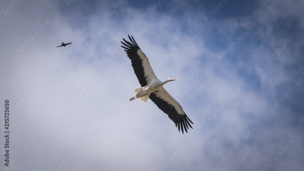 Cigüeña volando con las alas abiertas Cigüeña volando con las alas abiertas