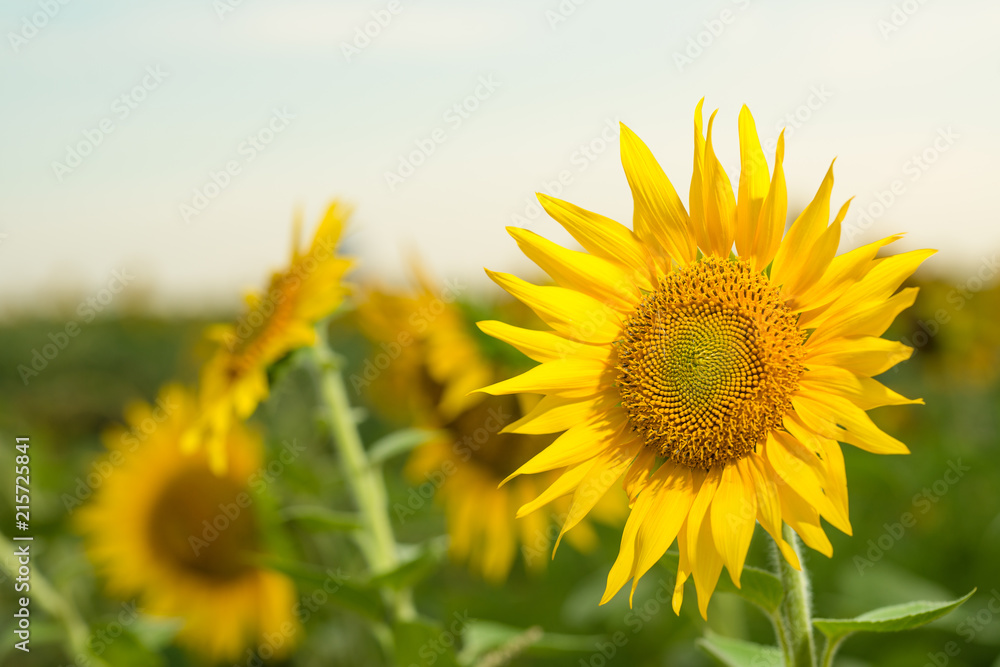 Fototapeta premium Sunflower field landscape