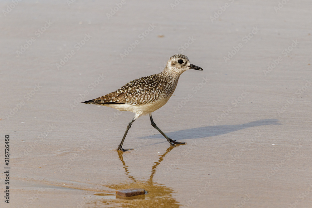 Obraz premium Closeup of Sandpiper (Sanderling) walking on empty section of beach in Crystal Cove State Park in Laguna, Beach, California. 