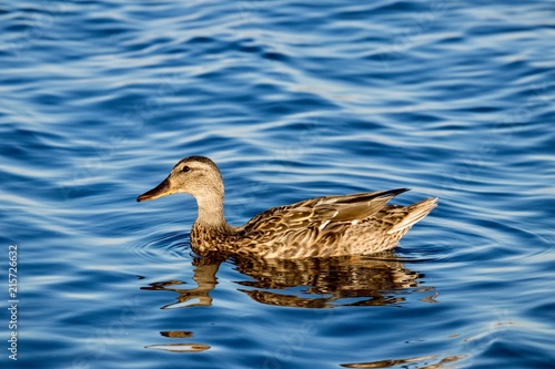 Brown duck swimming in pond with blue water and reflection