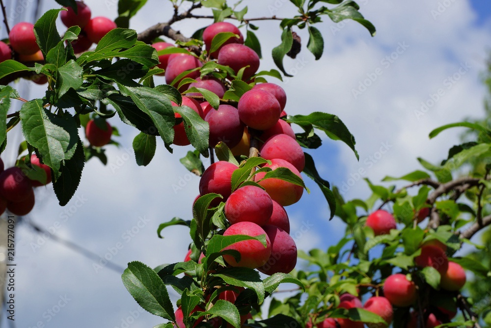 Obraz premium red berries plum on a branch with green leaves against the sky