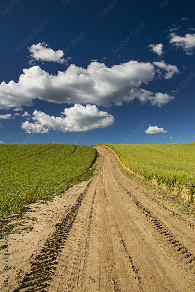 Dirt road winding through the wheat fields of Palouse, Washington