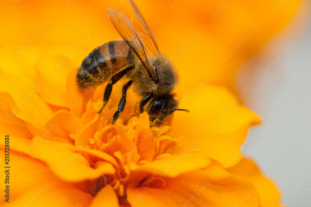 bees and flowers, environment, protection, diversity bees and flowers, environment, protection, diversity