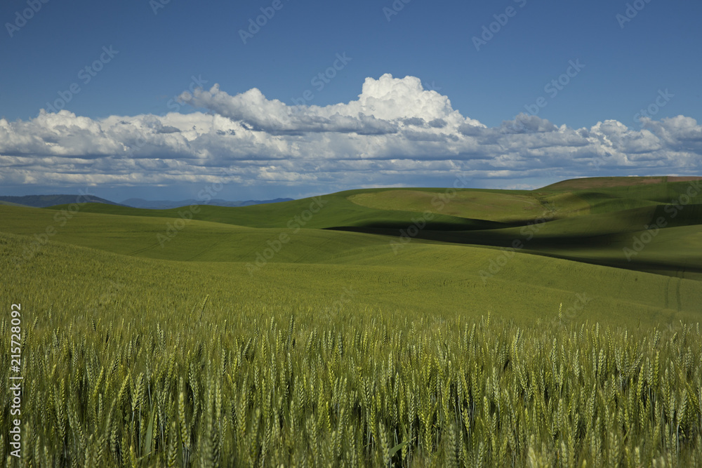 Fototapeta premium Wheat growing in the farmlands of Palouse, Washington