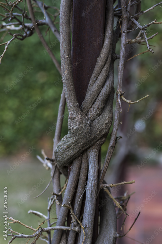 An abstract view of tree branches embracing a pillar An abstract view of tree branches embracing a pillar
