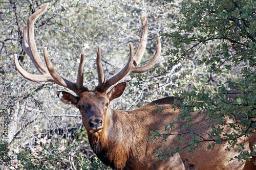 Arizona Bull Elk