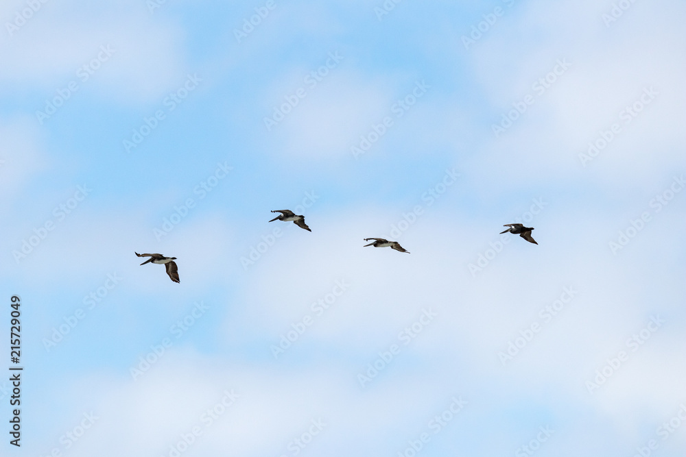 blue sky with clouds and pelicans in flight 