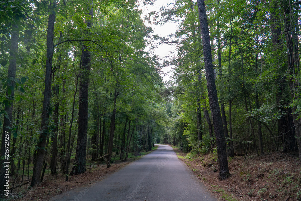 forest, roadway forest, roadway