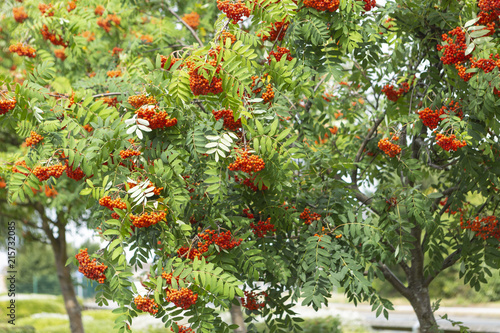 Rowan tree (sorbus aucuparia) mountain ash  are small attractive ornamental deciduous trees of the genus sorbus