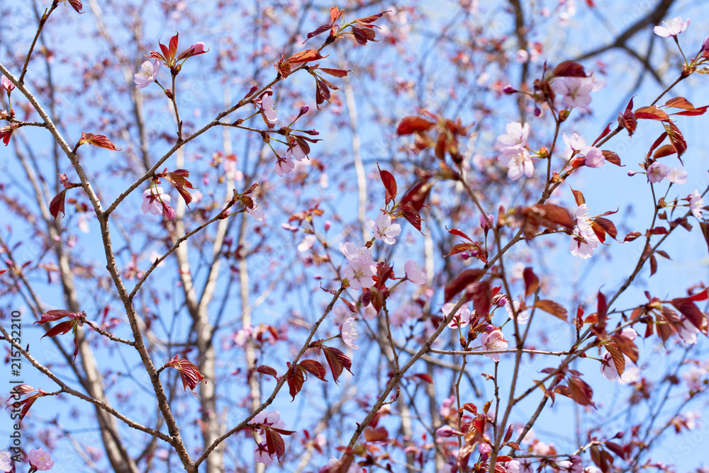 Beautiful branches with flowers on the background of the sky. Beautiful branches with flowers on the background of the sky.