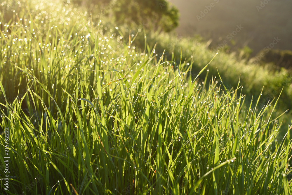 Warm sunlight on mountain grass covered with dew Wildcat Peak Berkeley California Warm sunlight on mountain grass covered with dew Wildcat Peak Berkeley California