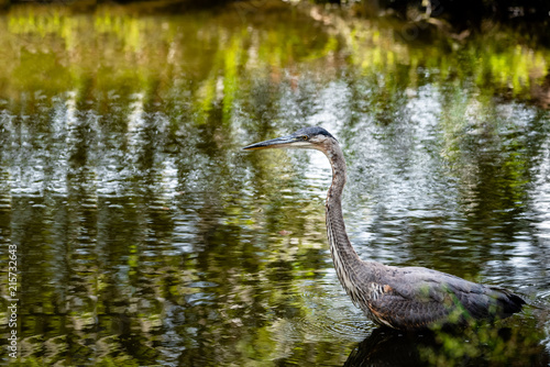 Great Blue Heron in a pond.